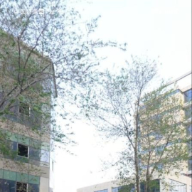 吉林路边的野花